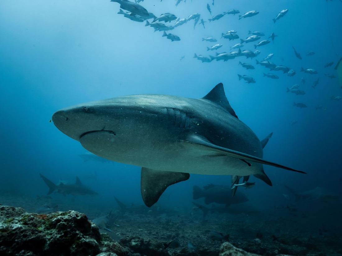 Wildlife · Shark, photo by Pate Laveti